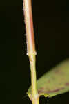 Lindheimer panicgrass